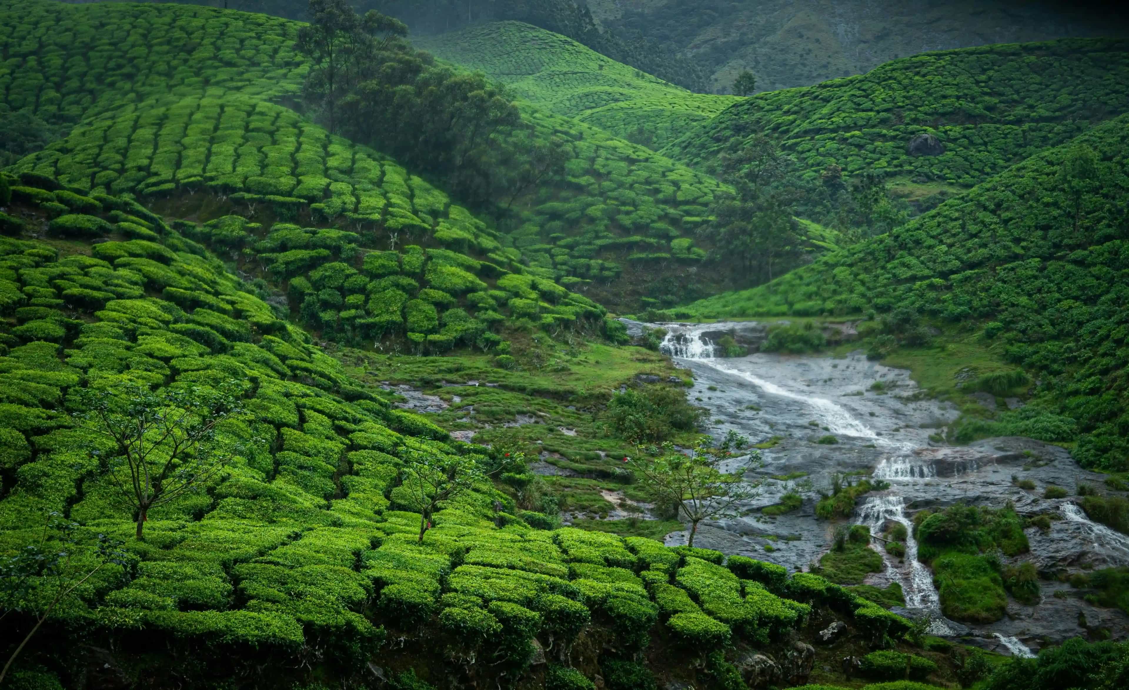 Places to visit in Munnar